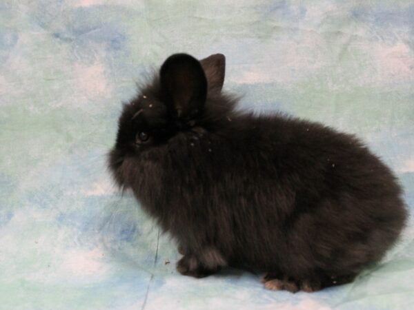 Lionhead-RABBIT---25637-Petland Racine, Wisconsin