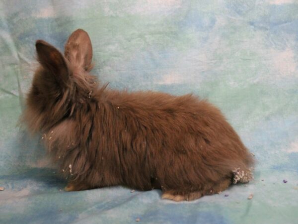 Lionhead-RABBIT---25636-Petland Racine, Wisconsin