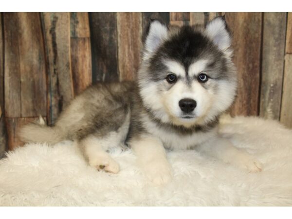 Huskimo-DOG-Female-Black / White-16235-Petland Racine, Wisconsin