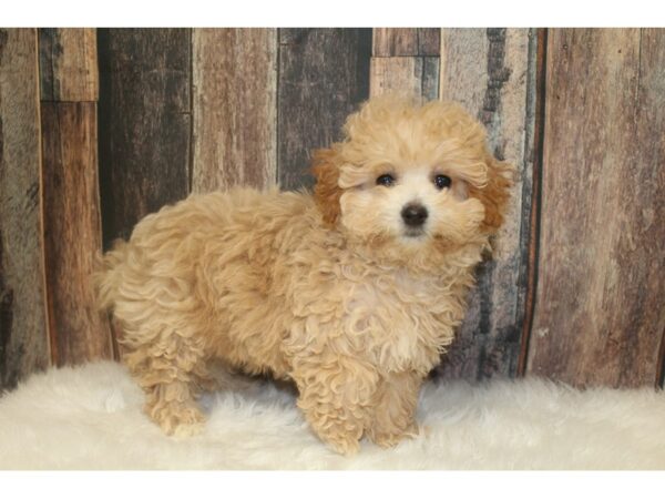 Bichonpoo-DOG-Female-Cream-16237-Petland Racine, Wisconsin