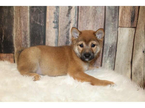 Shiba Inu-DOG-Male-Red-16238-Petland Racine, Wisconsin