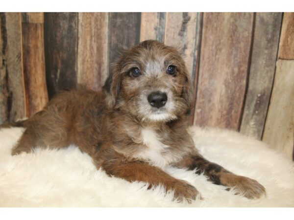 Mini Labradoodle-DOG-Female-Red Merle-16240-Petland Racine, Wisconsin