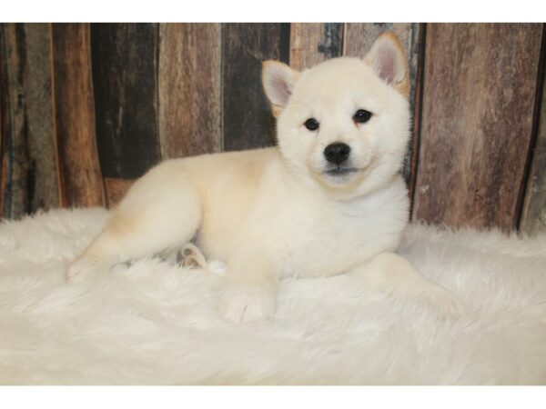 Shiba Inu-DOG-Female-Cream-16241-Petland Racine, Wisconsin