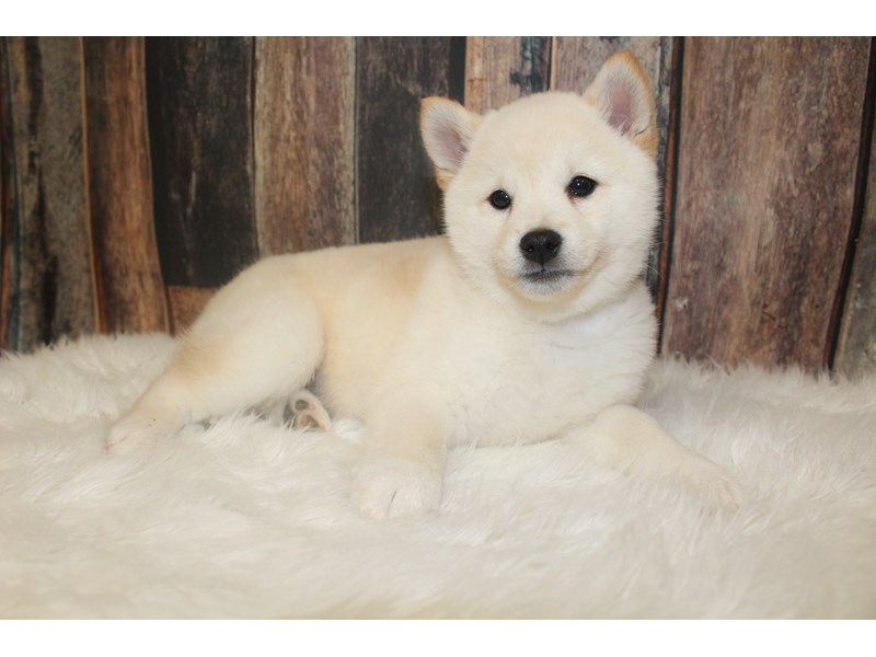 Shiba Inu