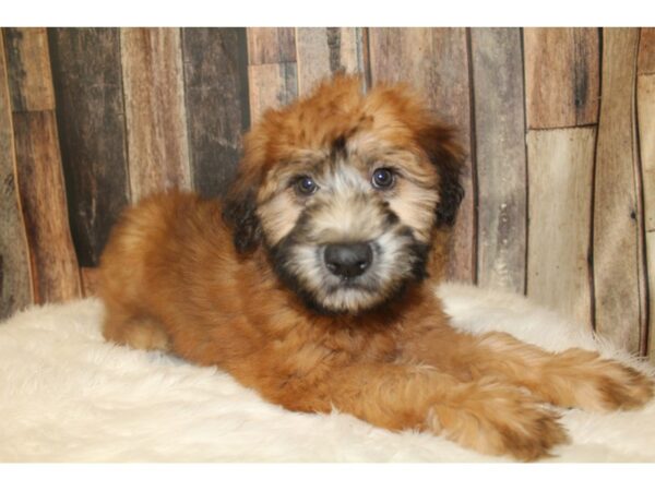 Soft Coated Wheaten Terrier DOG Female Wheaten 16245 Petland Racine, Wisconsin