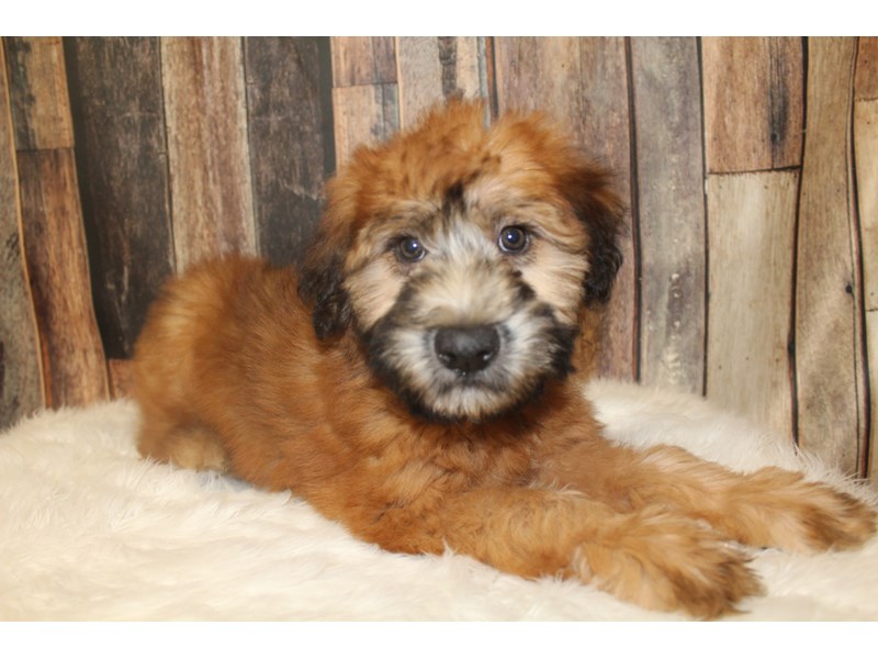 Soft Coated Wheaten Terrier