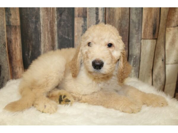 Goldendoodle DOG Male Cream 16246 Petland Racine, Wisconsin