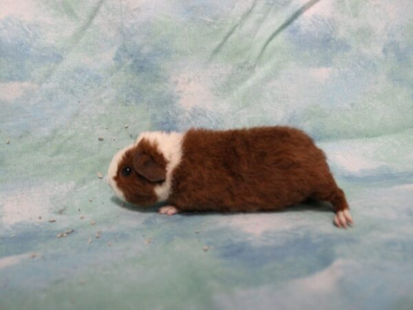 Teddy GUINEA PIG Female 25652 Petland Racine, Wisconsin