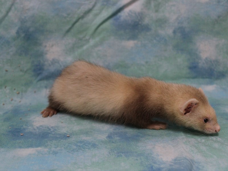Ferret