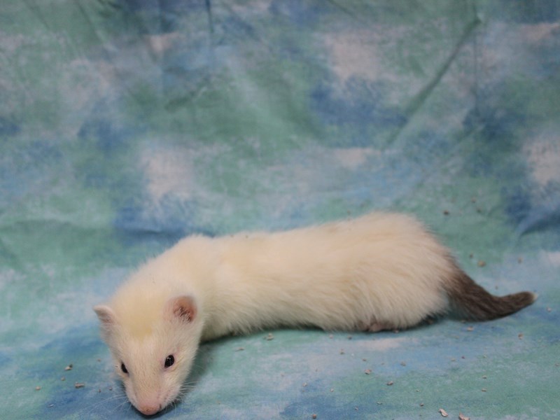 Ferret