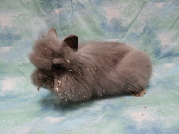 Lionhead-RABBIT---25672-Petland Racine, Wisconsin