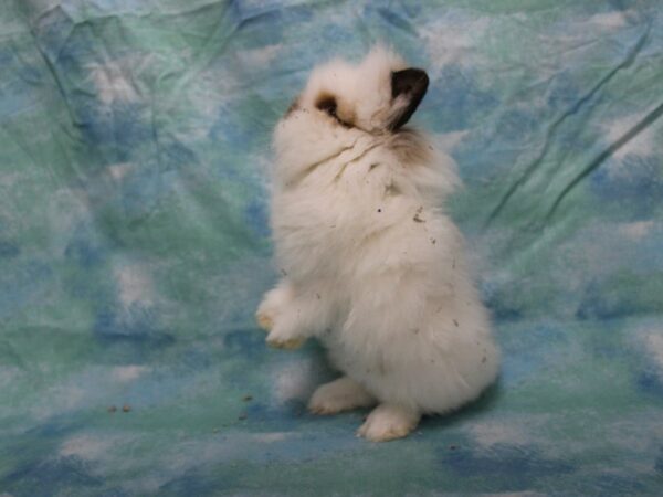 Lionhead-RABBIT---25673-Petland Racine, Wisconsin