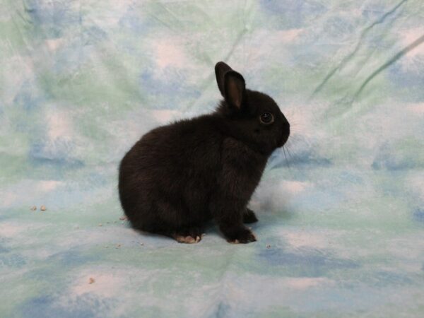 Netherland Dwarf-RABBIT---25674-Petland Racine, Wisconsin