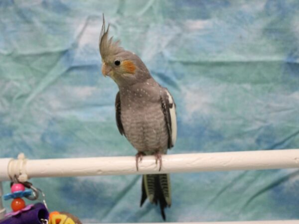 Cockatiel-BIRD--Gray and White-25580-Petland Racine, Wisconsin