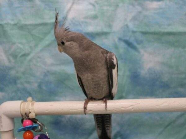 Cockatiel-BIRD--Gray and White-25581-Petland Racine, Wisconsin