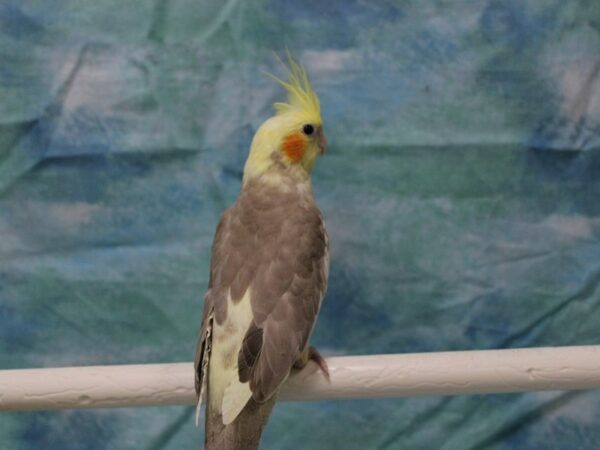 Cockatiel-BIRD---25681-Petland Racine, Wisconsin