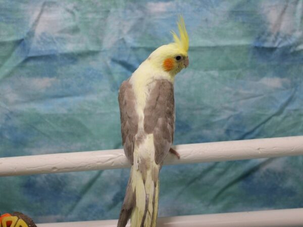 Cockatiel-BIRD---25682-Petland Racine, Wisconsin