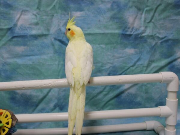 Cockatiel-BIRD---25684-Petland Racine, Wisconsin