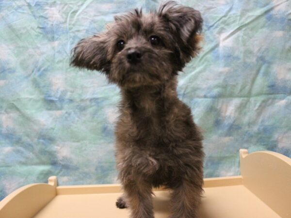 Pomapoo DOG Female Black / Brown 25392 Petland Racine, Wisconsin