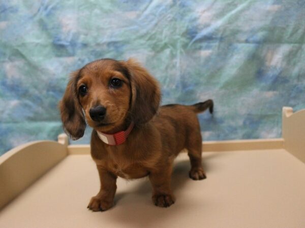 Dachshund-DOG-Female-Red-25654-Petland Racine, Wisconsin
