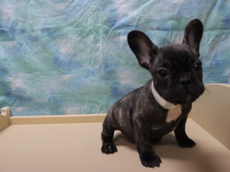 French Bulldog