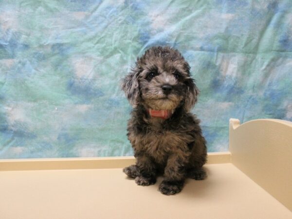 Poodle-DOG-Female-Blue Merle-25658-Petland Racine, Wisconsin