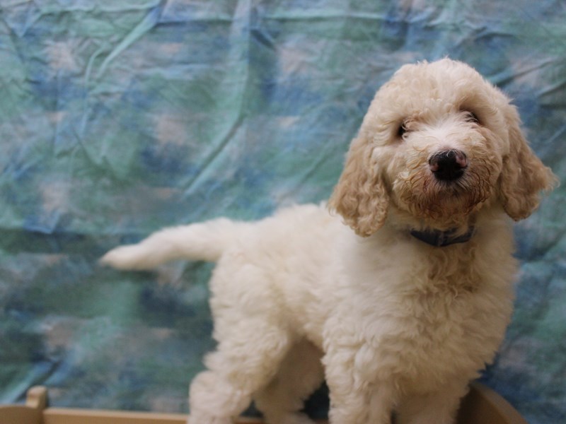 Goldendoodle