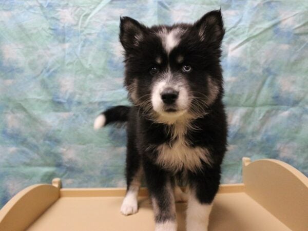 Huskimo-DOG-Male-Black / White-25666-Petland Racine, Wisconsin