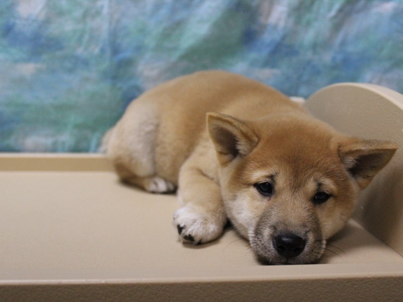 Shiba Inu