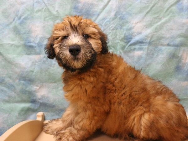 Soft Coated Wheaten Terrier DOG Male Wheaten 25663 Petland Racine, Wisconsin