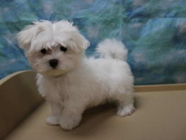 Maltese DOG Male White 25661 Petland Racine, Wisconsin