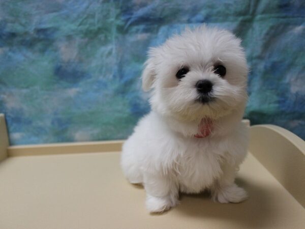 Maltese DOG Female White 25660 Petland Racine, Wisconsin