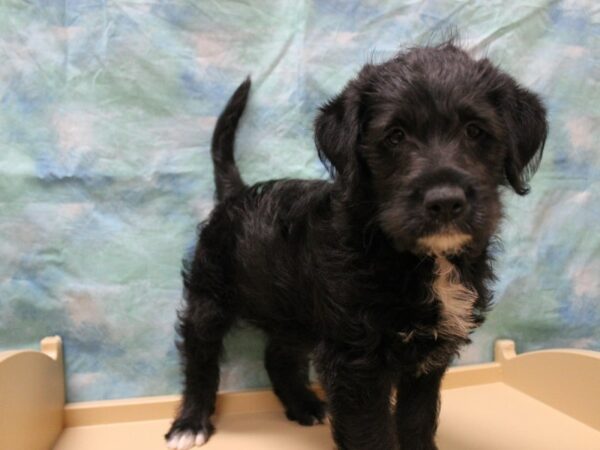 Mini Labradoodle DOG Male Black 25669 Petland Racine, Wisconsin