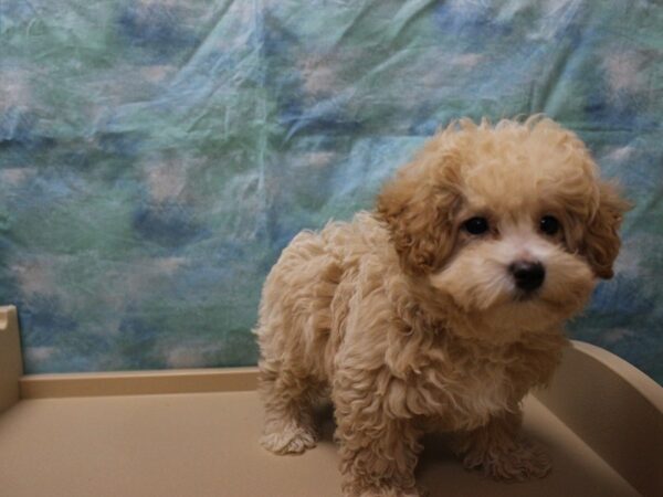 Bichonpoo DOG Male Cream 25668 Petland Racine, Wisconsin