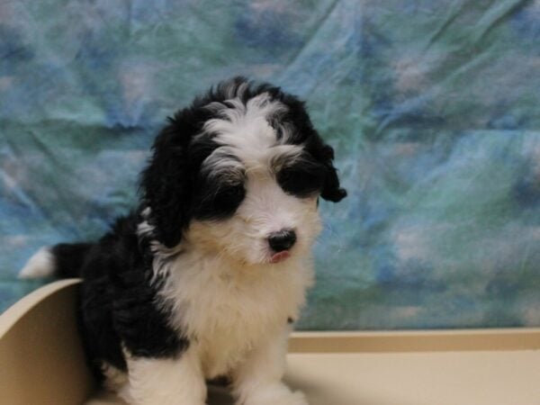 Mini Bernadoodle-DOG-Female-Black / White-25667-Petland Racine, Wisconsin