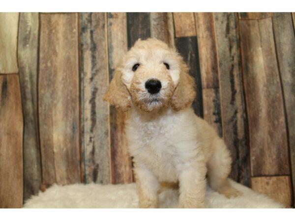 Goldendoodle DOG Male cream 16248 Petland Racine, Wisconsin