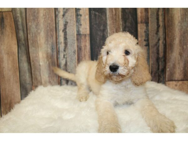 Goldendoodle DOG Female cream 16249 Petland Racine, Wisconsin