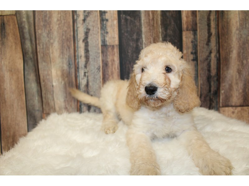 Goldendoodle