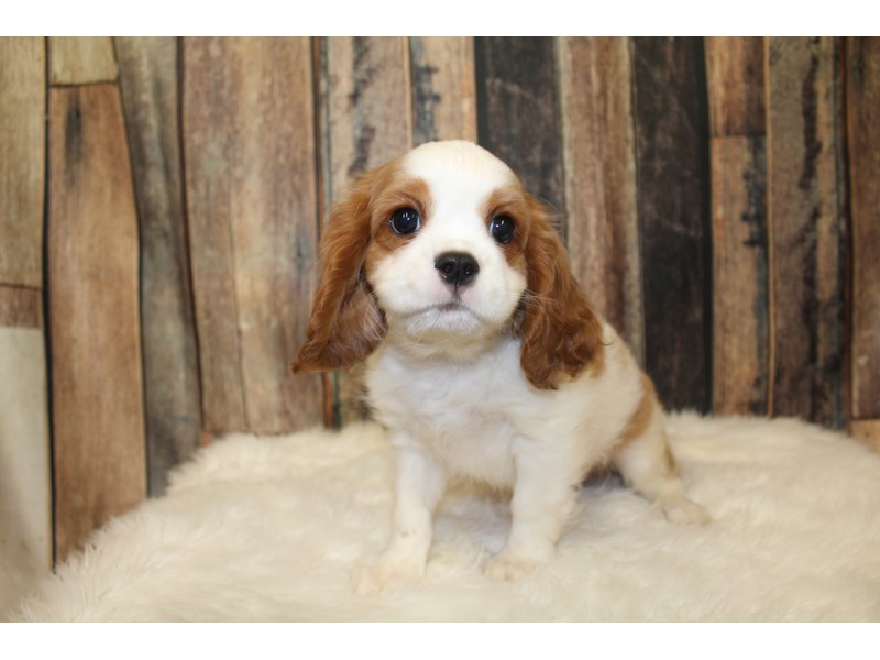 Cavalier King Charles Spaniel