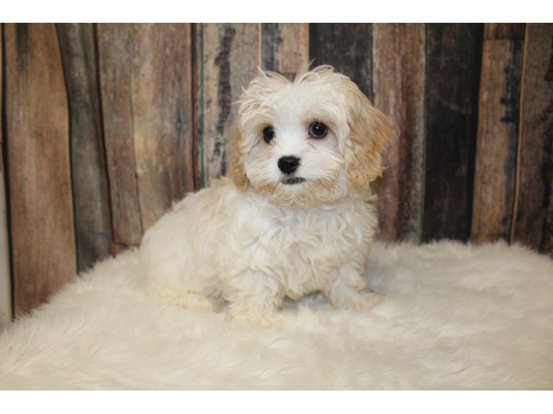 Cavachon