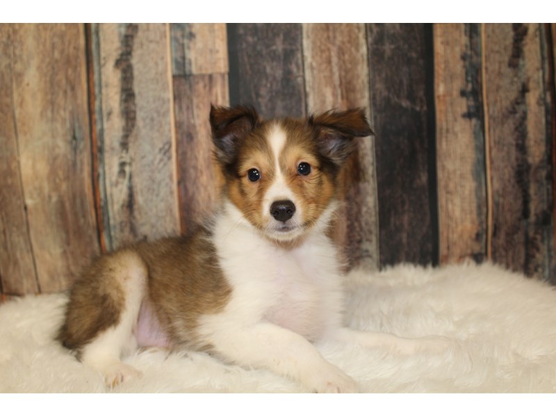 Shetland Sheepdog