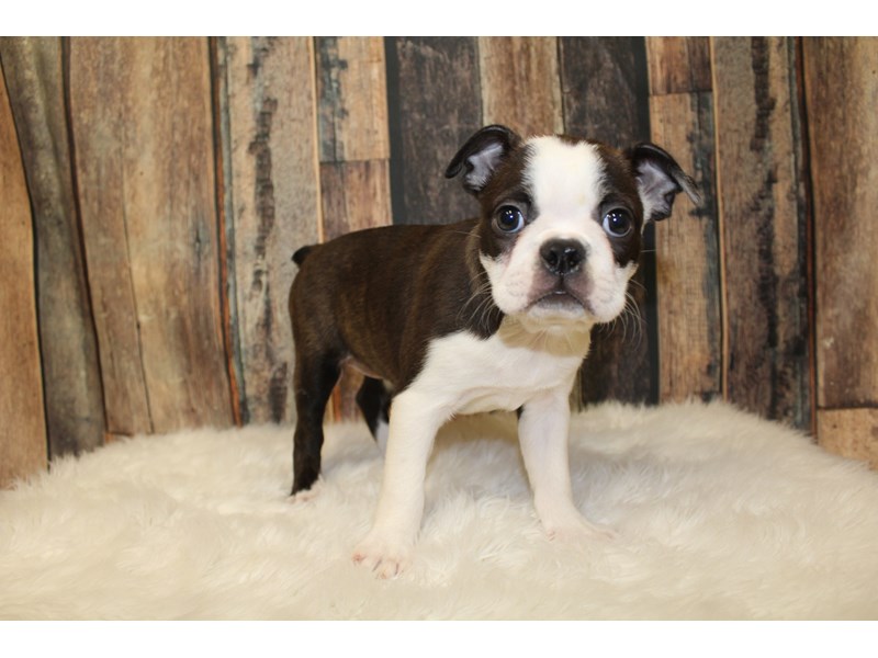 Boston Terrier