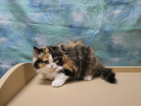 Domestic Short Hair-CAT-Female-Dilute Calico-25697-Petland Racine, Wisconsin