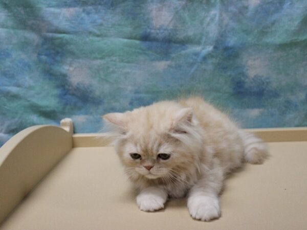 Persian CAT Male Cream 25696 Petland Racine, Wisconsin