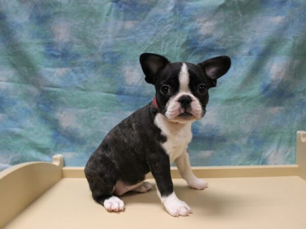 Frenchton DOG Female Black/Brindle/White 25710 Petland Racine, Wisconsin