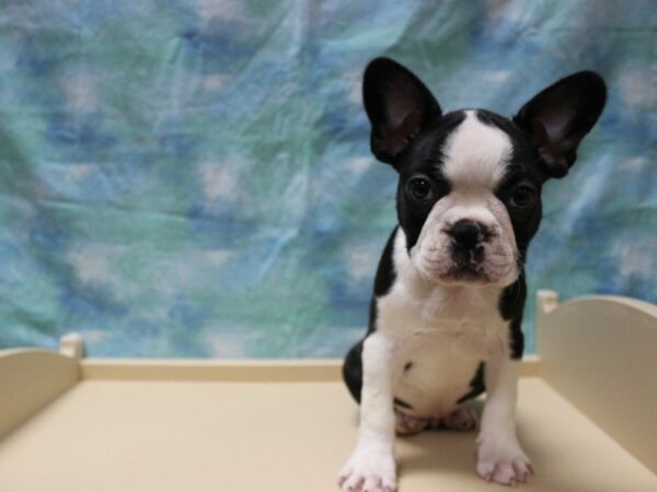 Frenchton DOG Male Black/White 25709 Petland Racine, Wisconsin