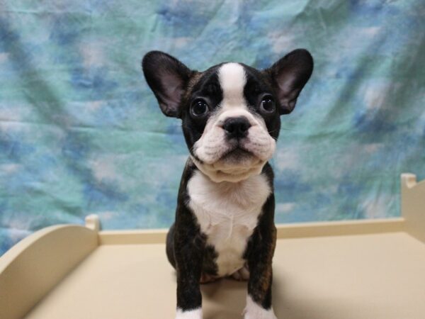 Frenchton DOG Female Black/Brindle/White 25711 Petland Racine, Wisconsin