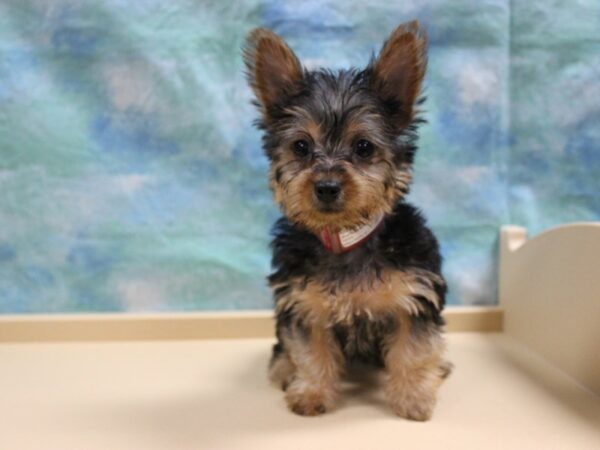 Yorkshire Terrier DOG Female Black / Tan 25685 Petland Racine, Wisconsin