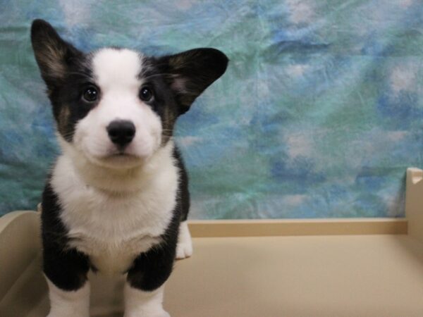 Cardigan Welsh Corgi DOG Male Black / White 25689 Petland Racine, Wisconsin