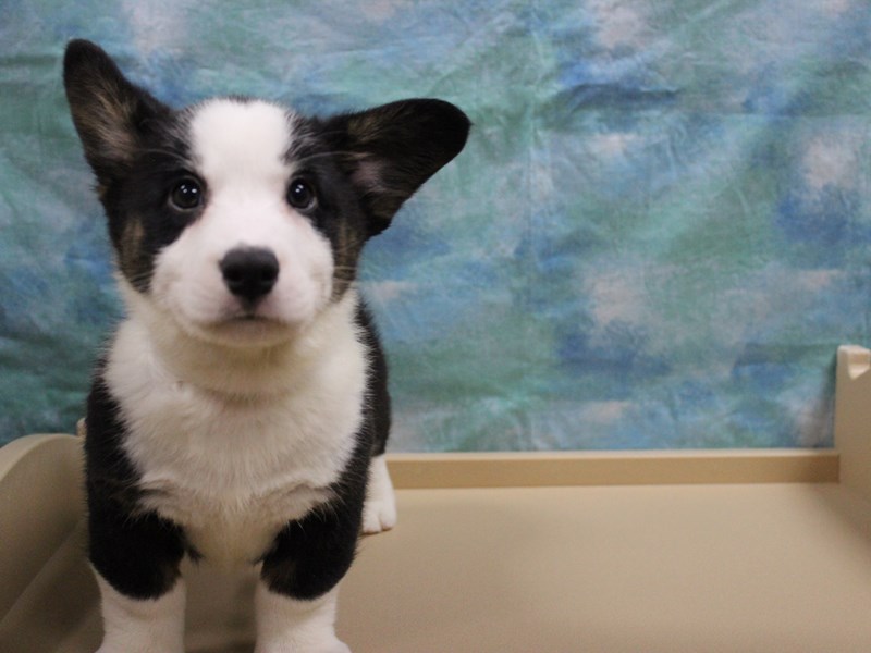 Cardigan Welsh Corgi Puppy Black / White ID:25689 Located at